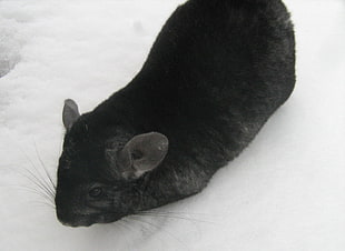 black rat